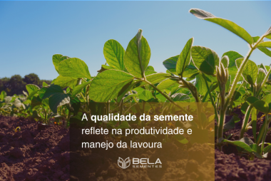 Qualidade da semente Qualidade da semente