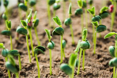 Escolha certa do insumo é a base para maior produtividade e qualidade na lavoura
